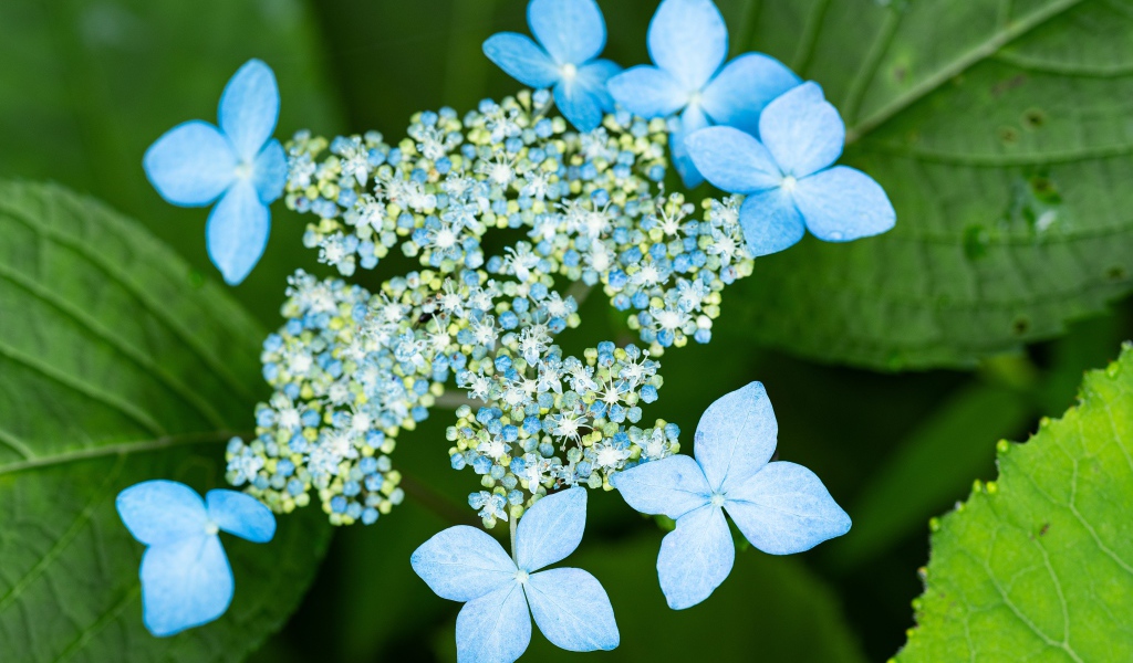 Распускающиеся цветы голубой гортензии в зеленых листьях 