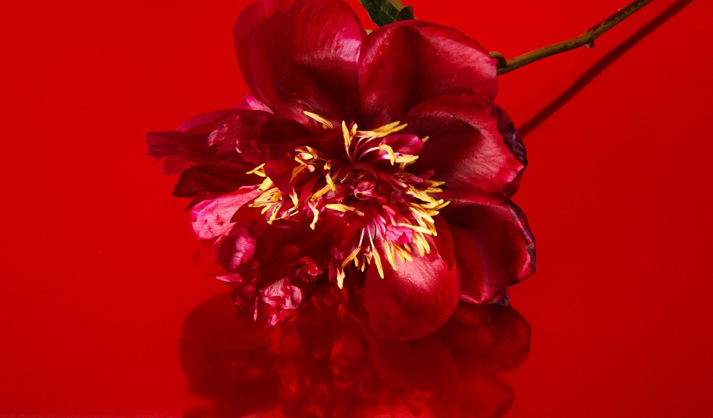 Цветок распустившегося пиона на красном фоне