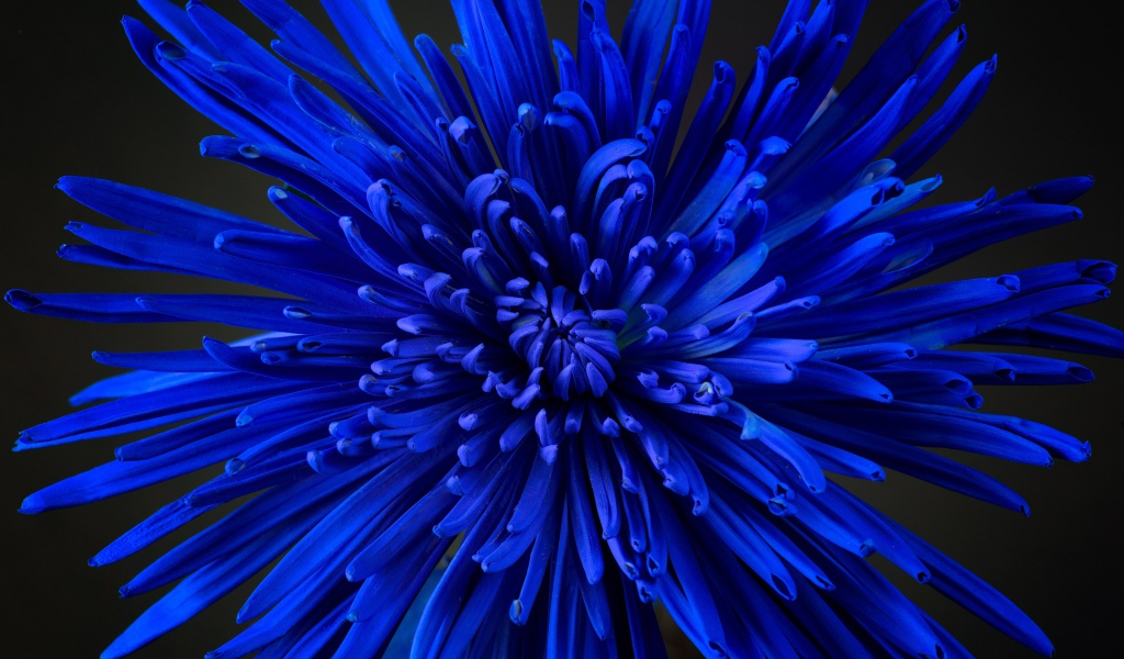 Синий цветок астры крупным планом