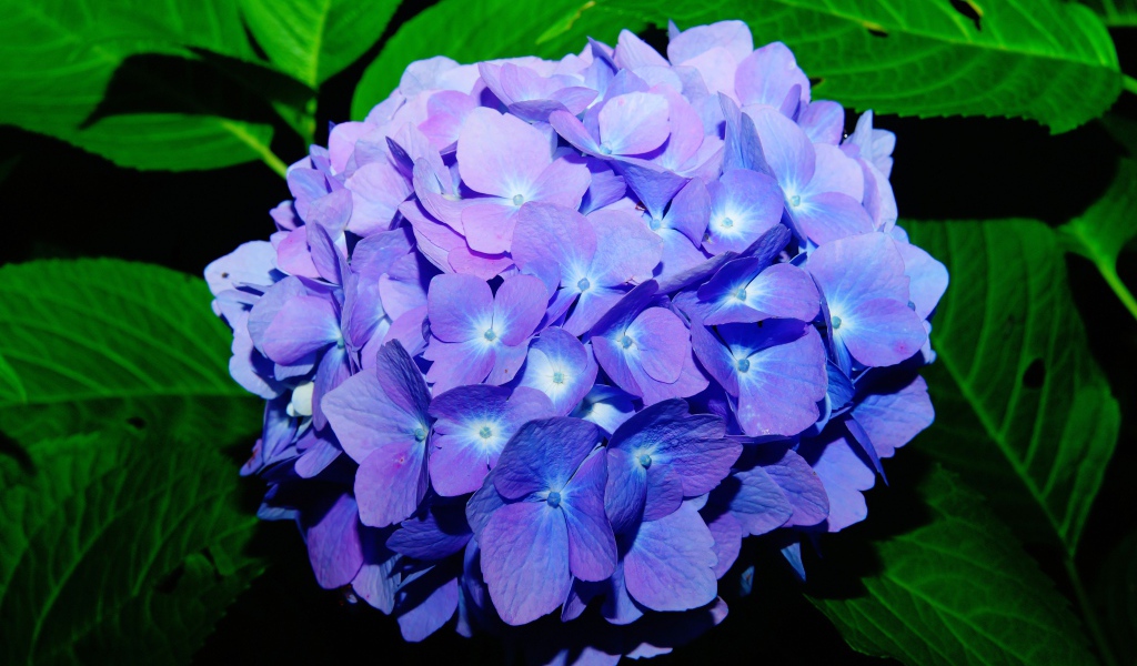 Синие красивые цветы гортензии в зеленых листьях 