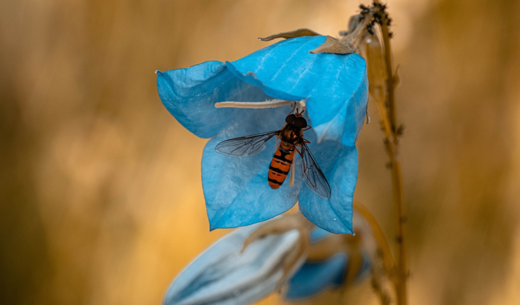 Голубой цветок колокольчика с насекомым крупным планом 