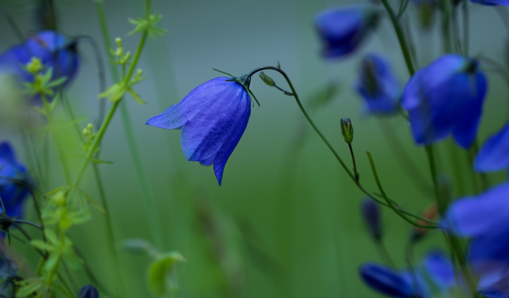 Синие цветы колокольчика крупным планом