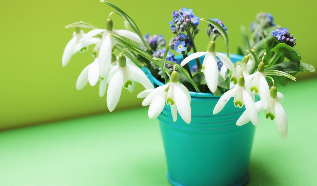 Голубое ведерко с белыми подснежниками и голубыми незабудками