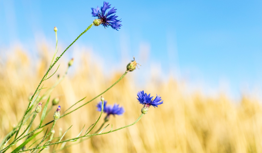 Синие васильки с бутонами на поле 