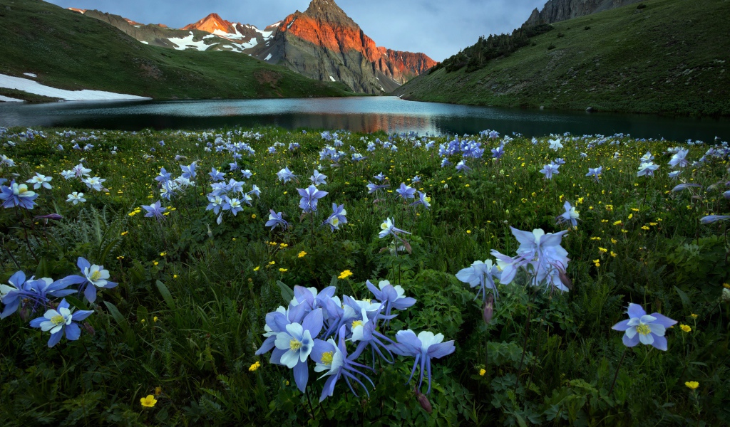 Голубые цветы водосбора в горах у реки