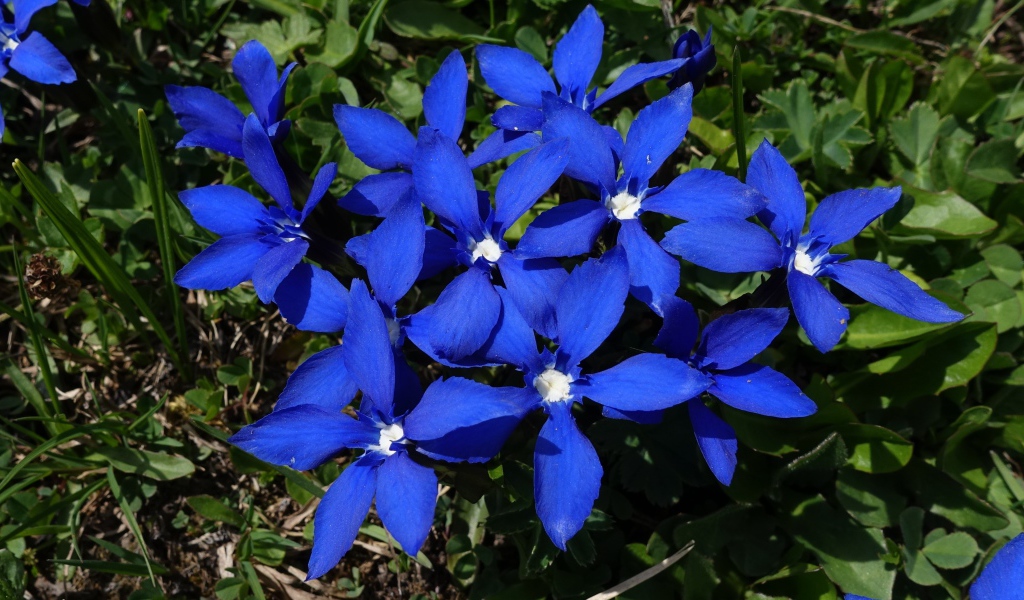 Синие цветы в лучах солнца на клумбе 