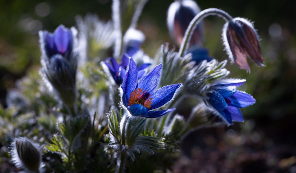 Синие цветы прострел с бутонами в лучах солнца