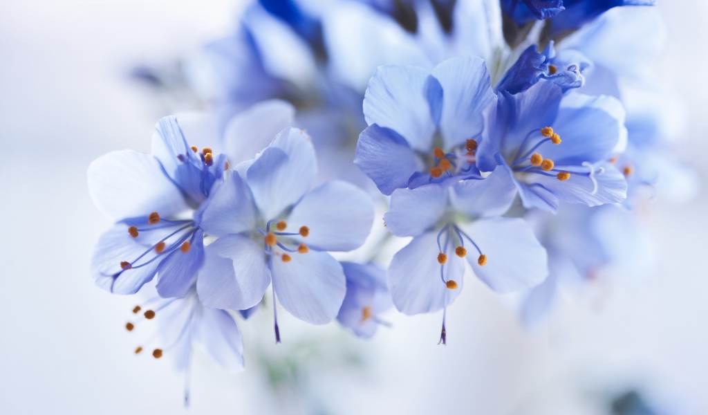 Синие цветы на ветке крупным планом