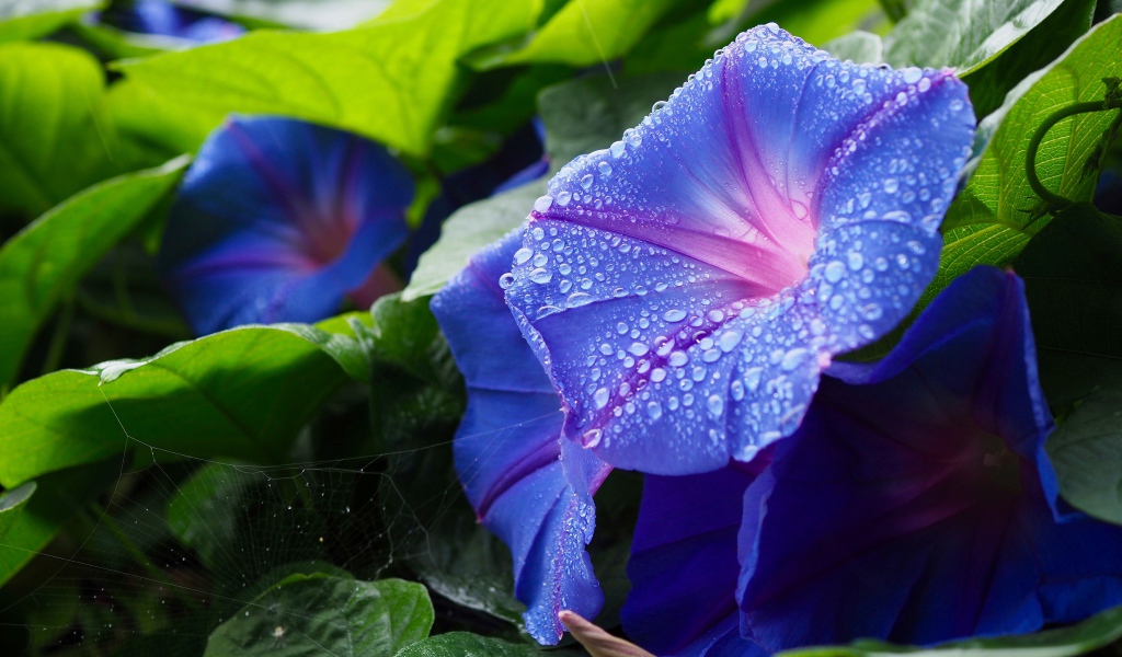 Синие цветы калачики с каплями росы на лепестках