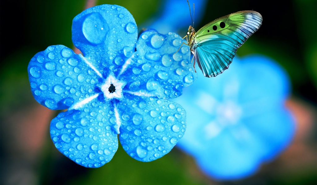 Голубой цветок незабудки в каплях росы с бабочкой 