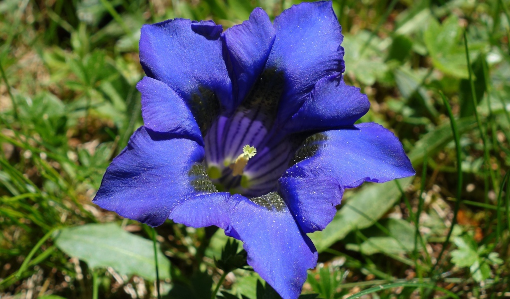 Синий цветок горечавка в зеленой траве 
