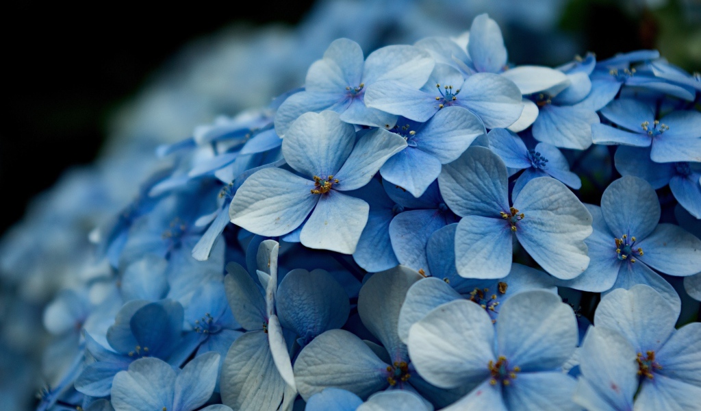 Голубые цветы гортензии крупным планом