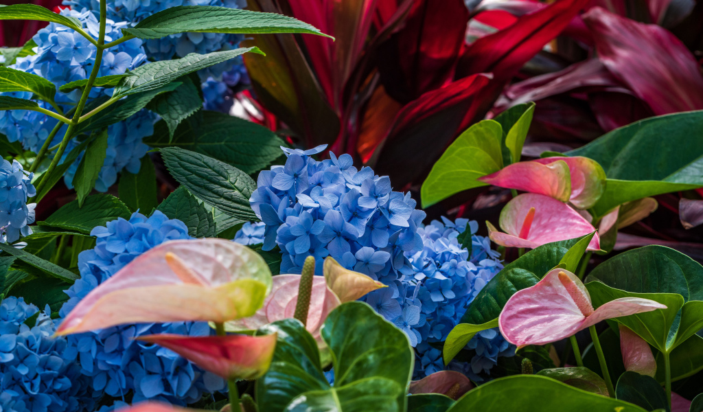 Голубые цветы гортензии с цветами антуриум на клумбе 