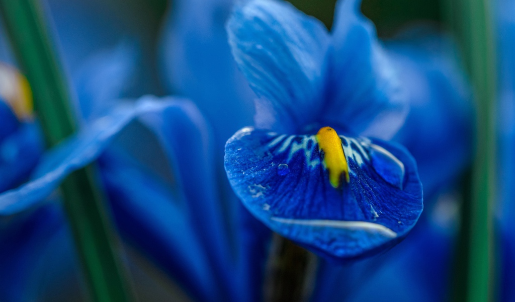 Синий цветок ириса крупным планом