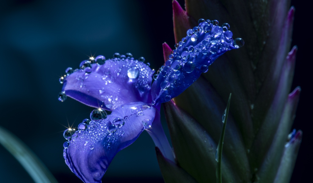 Синий цветок ириса в каплях росы 