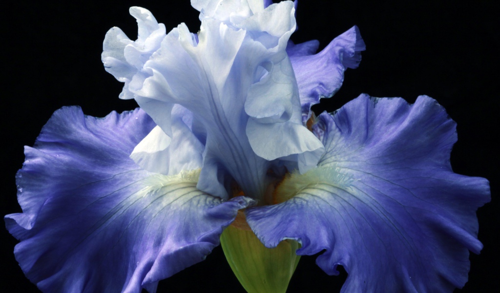 Синий цветок ириса на черном фоне крупным планом