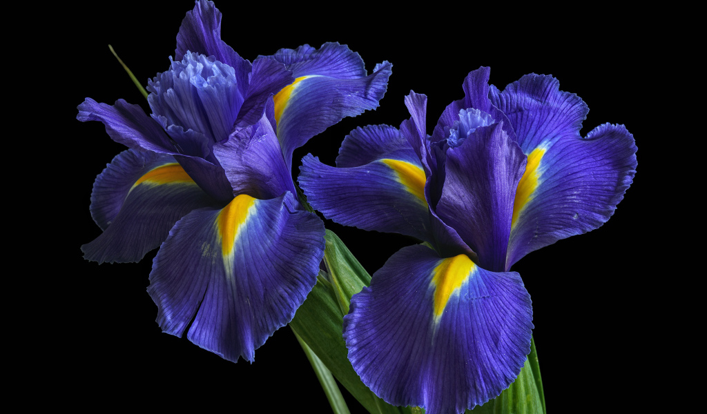 Синие цветы ириса на черном фоне