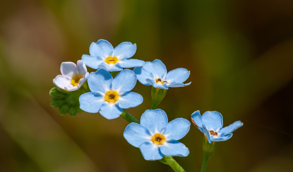 Голубые маленькие цветы незабудки в лучах солнца