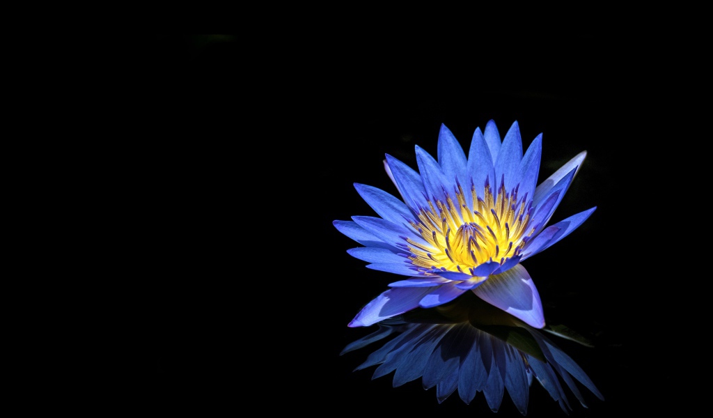 Синий цветок лотоса отражается в черной поверхности 