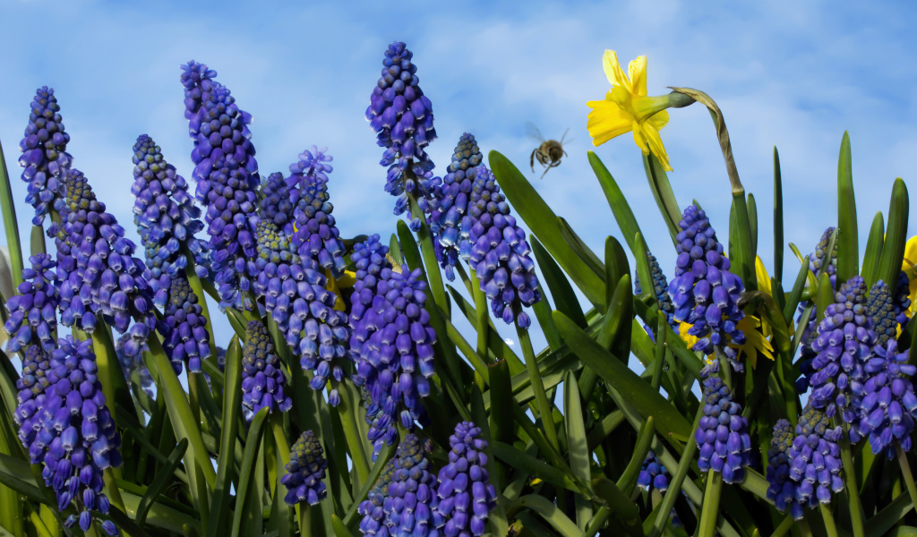 Синие цветы мускари на фоне голубого неба