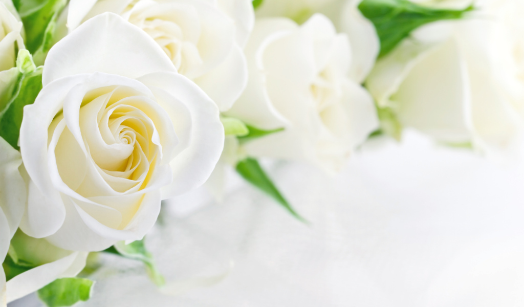 Букет красивых нежных белых роз на белом фоне