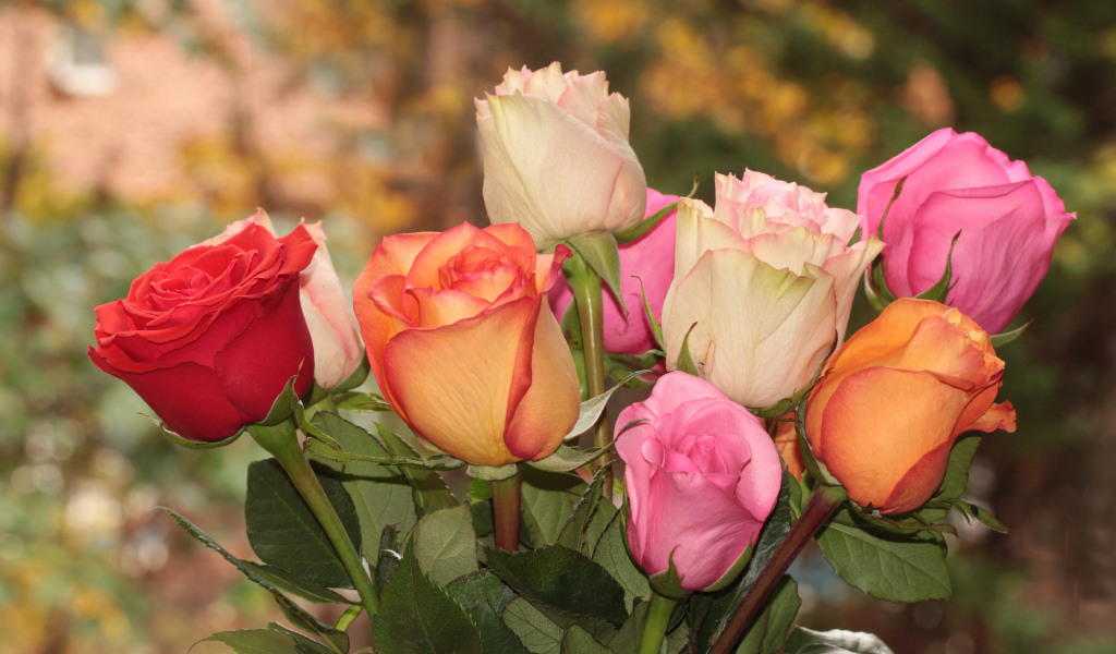 Букет красивых разноцветных роз крупным планом