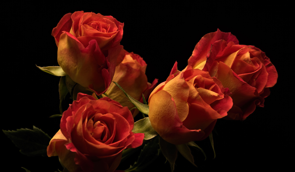 Букет красивых оранжевых роз на черном фоне