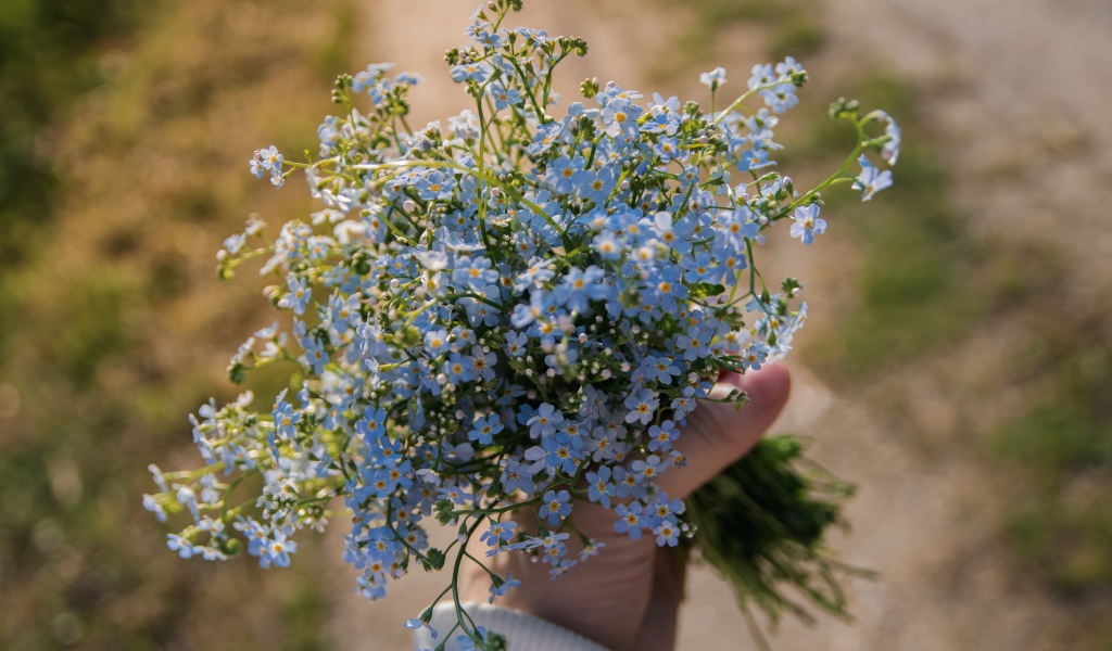 Букет голубых цветов незабудки в руке