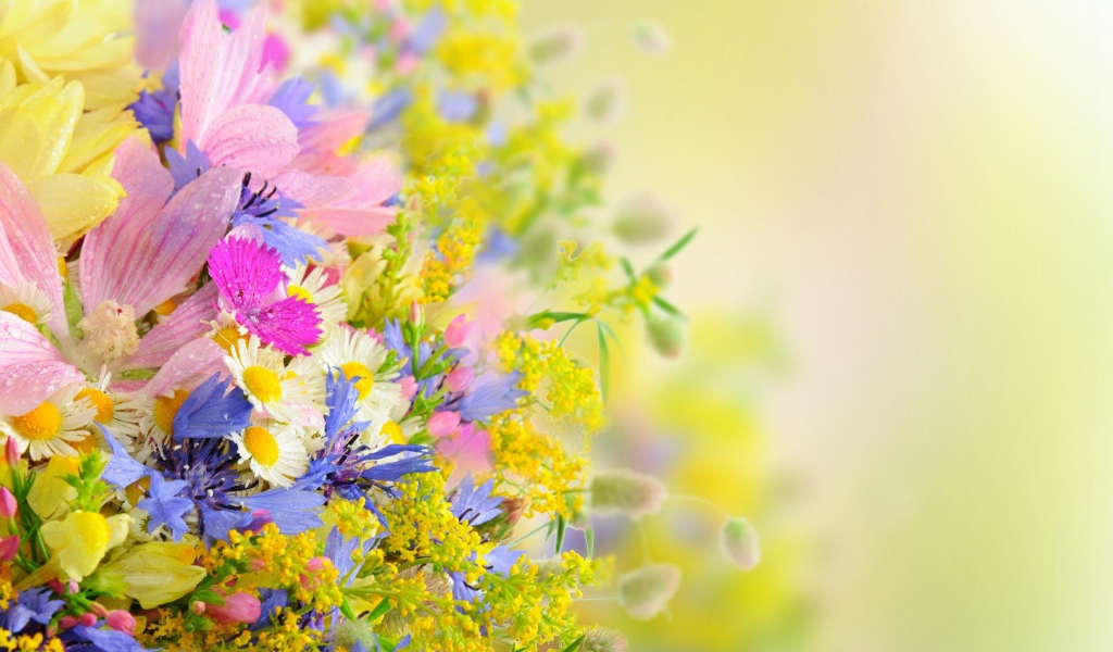 Букет разноцветных ярких летних цветов на размытом фоне