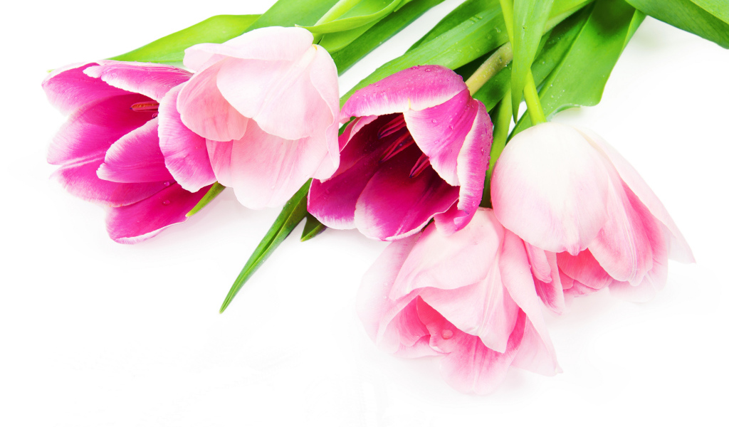 Букет нежных красивых розовых тюльпанов на белом фоне