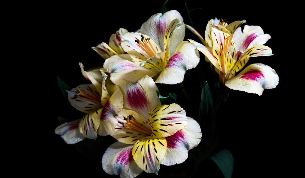 Букет цветов Альстрёмерия на черном фоне