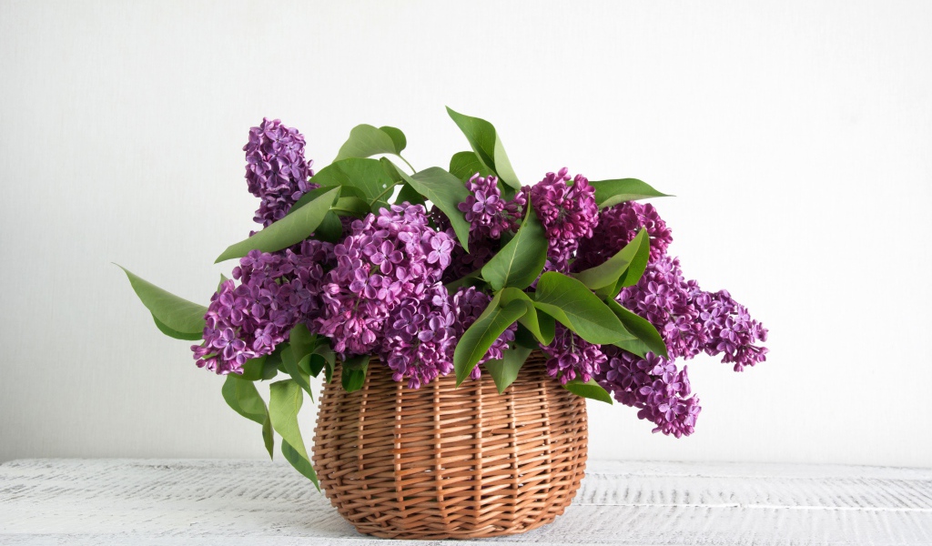 Букет свежей сирени в корзине на фоне белой стены