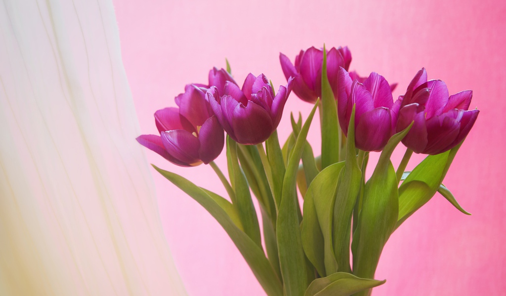 Букет сиреневых тюльпанов на розовом фоне