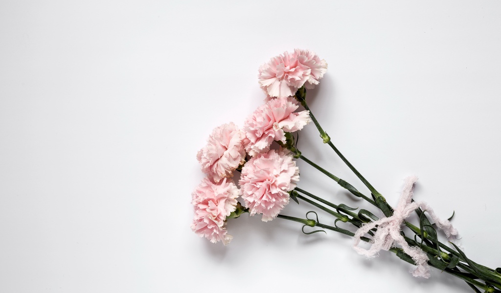 Букет розовых гвоздик с бантом на сером фоне 