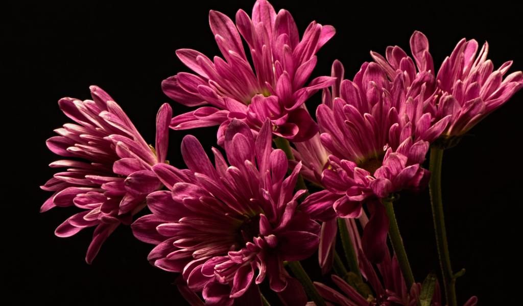 Букет розовых хризантем на черном фоне крупным планом