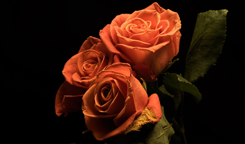 Букет розовых роз с зелеными лепестками на черном фоне