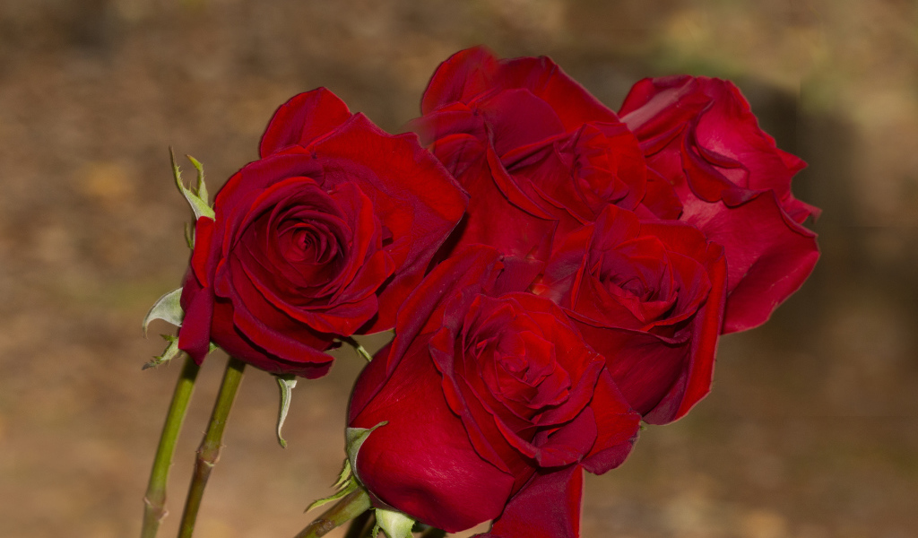 Букет алых роз крупным планом