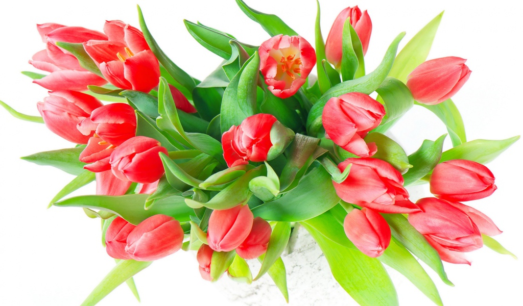 Букет красных тюльпанов с зелеными листьями на белом фоне