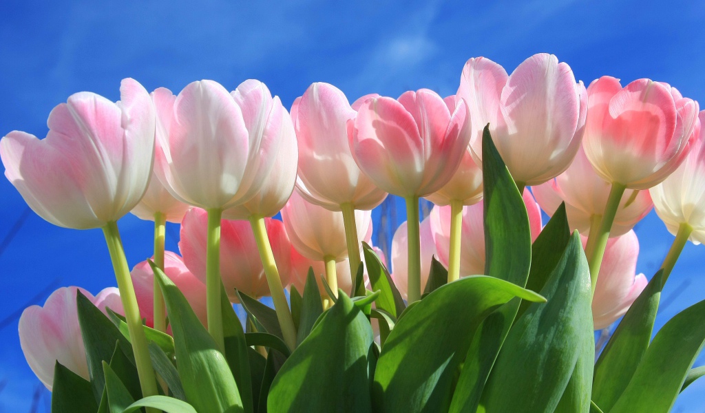 Букет нежных розовых тюльпанов на фоне голубого неба 