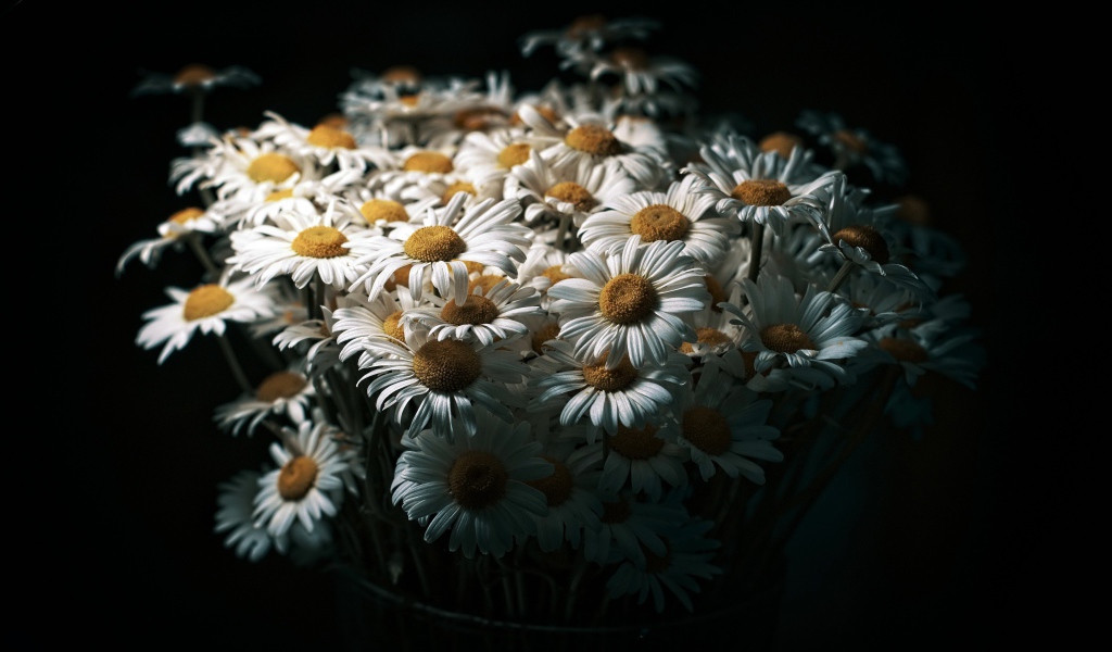 Букет белых полевых ромашек на черном фоне