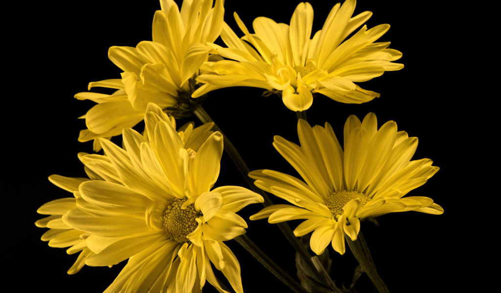 Букет желтых ромашковидных хризантем на черном фоне