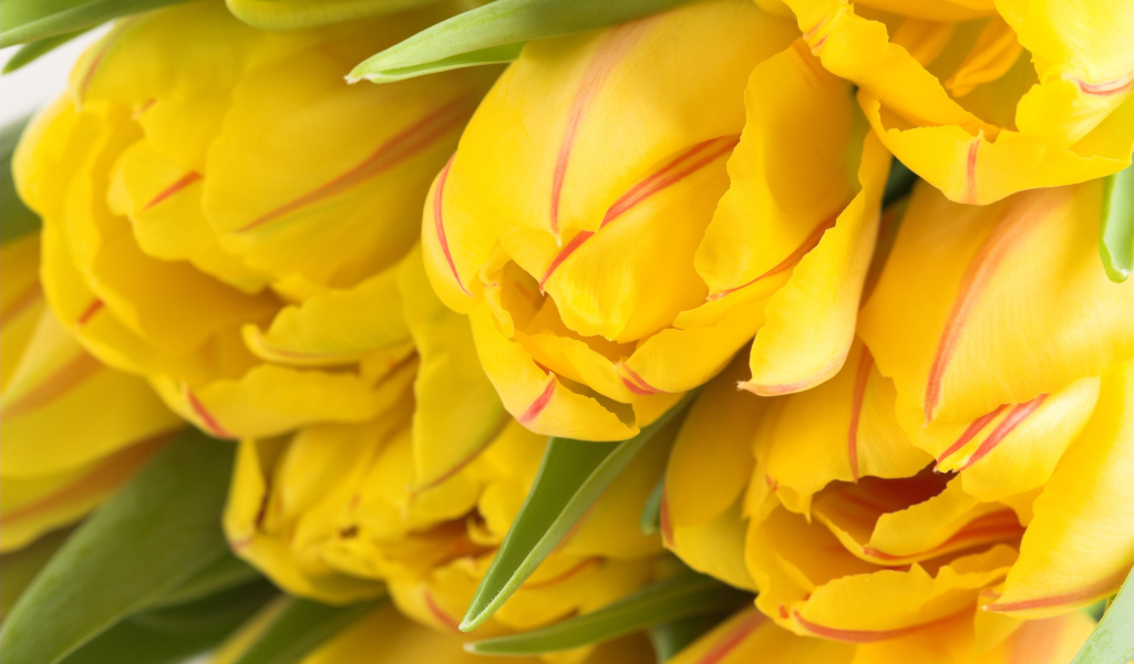 Букет желтых тюльпанов крупным планом 