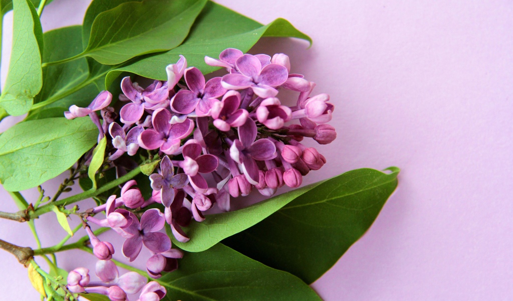 Ветка цветов сирени с зелеными листьями на розовом фоне