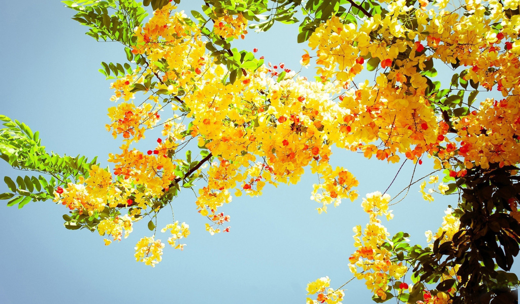 Ветка желтой акации с зелеными листьями на фоне голубого неба