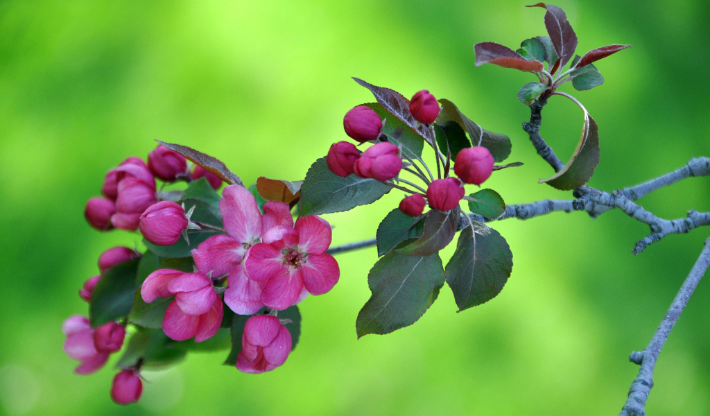 Branch with pink flowers of apple tree on a green background