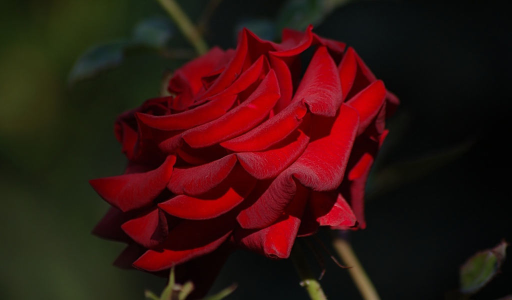 Яркая бордовая роза крупным планом