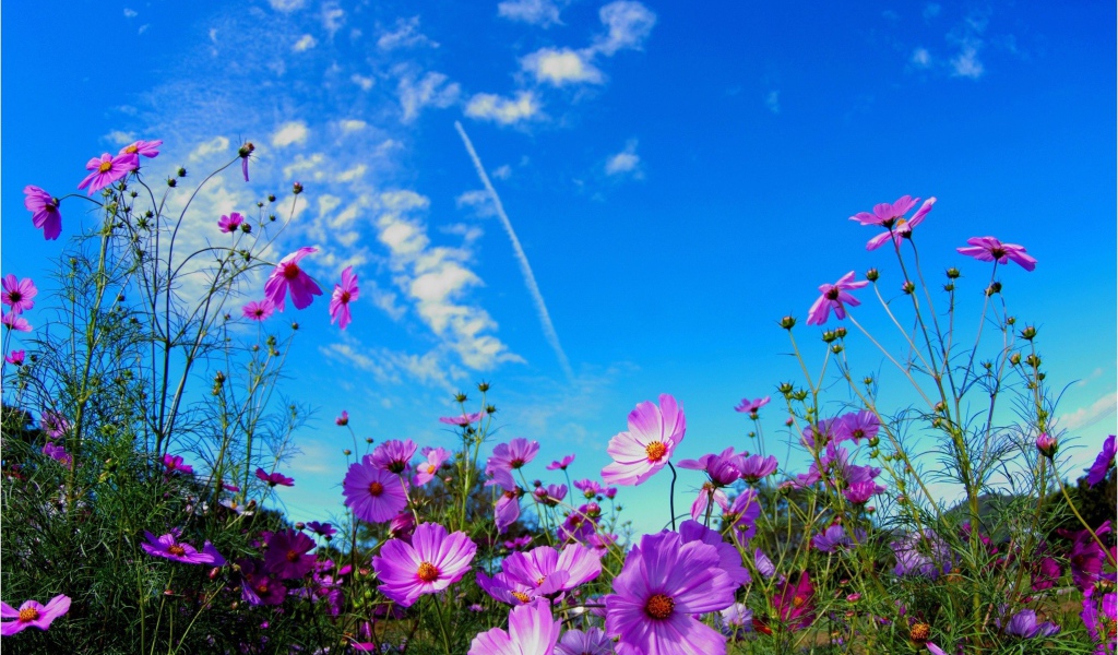 Яркие розовые цветы космеи на фоне голубого неба 