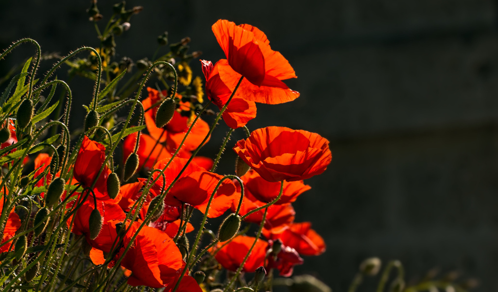 Яркие красные маки с бутонами в лучах солнца