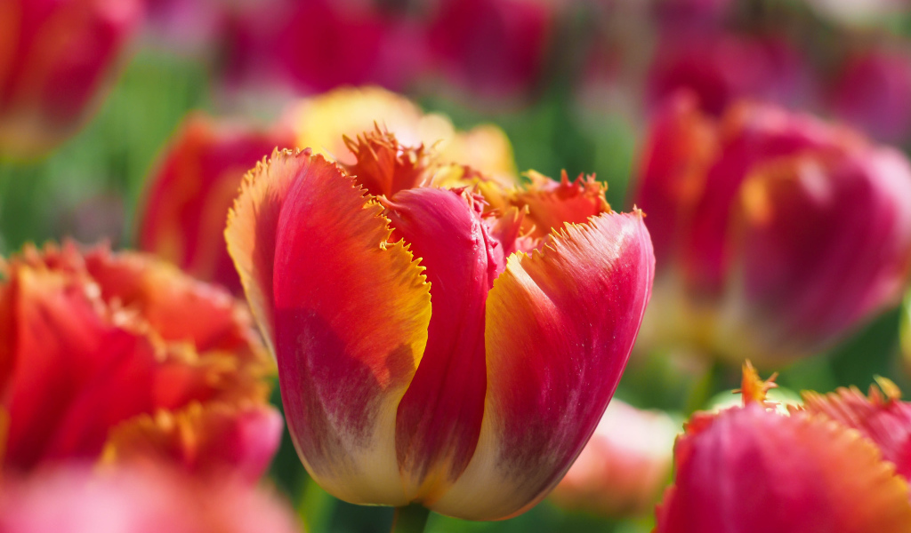 Яркий красный тюльпан с волнистыми лепестками на клумбе 