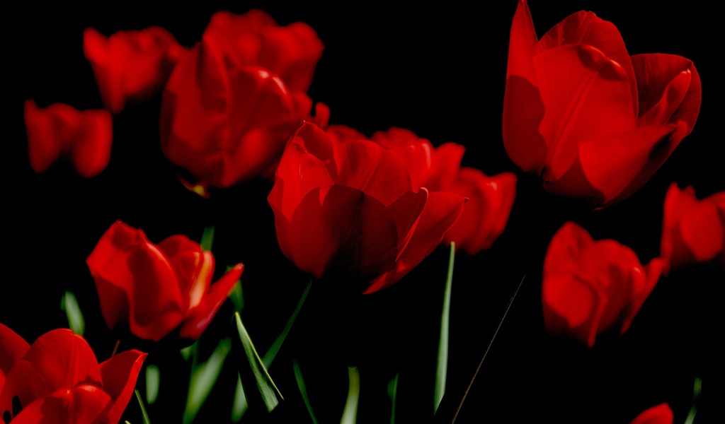 Яркие алые весенние тюльпаны на черном фоне